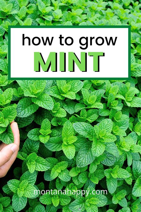 Rediscovering the Magic in Mint: Exploring its Culinary and Medicinal Uses